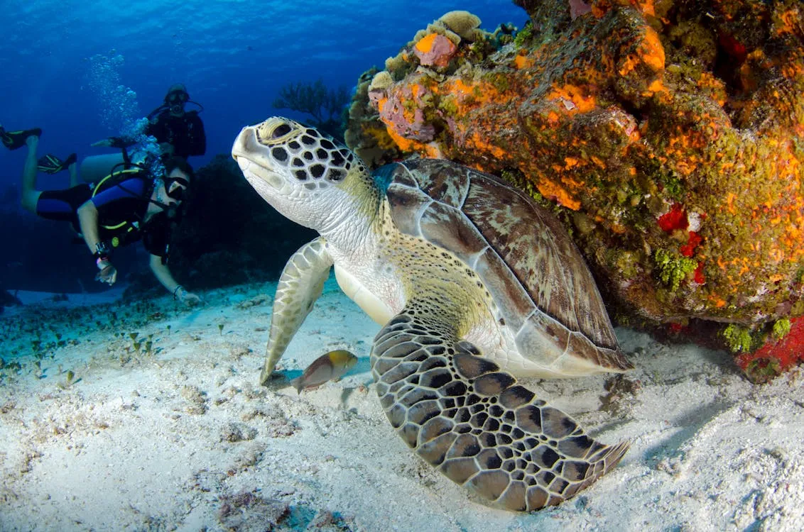 Turtles a few fin-kicks from your beach chair