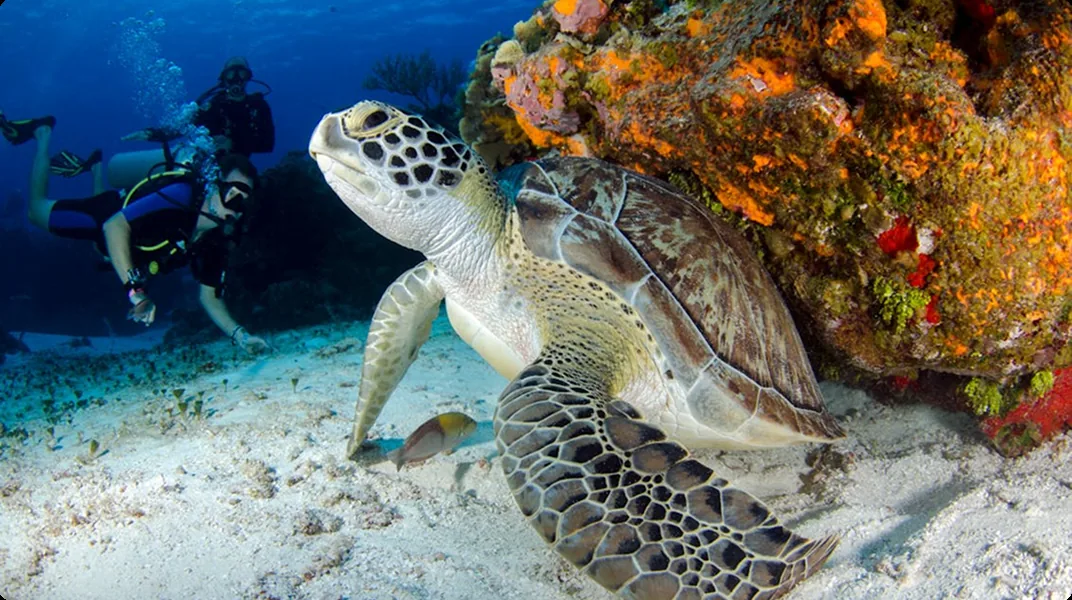 Snorkel Turtle Beach